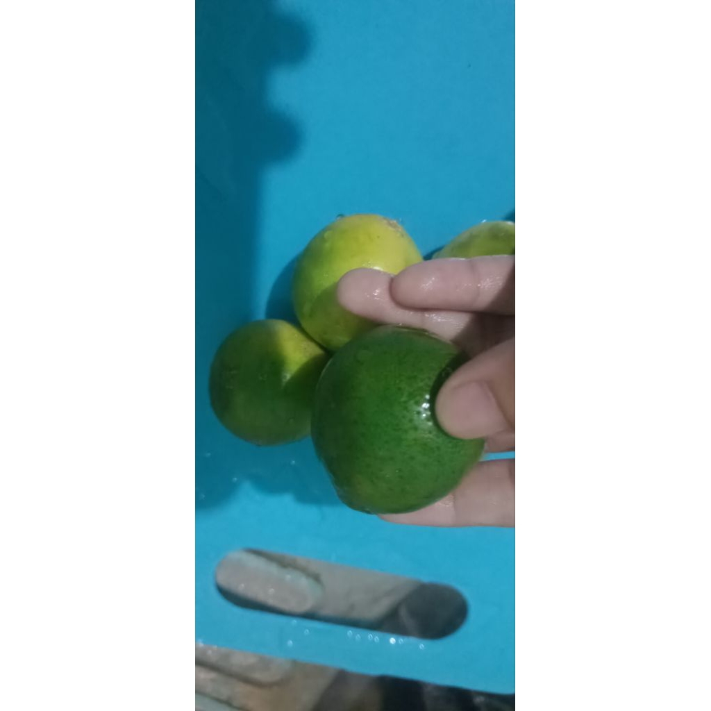 jeruk nipis segar