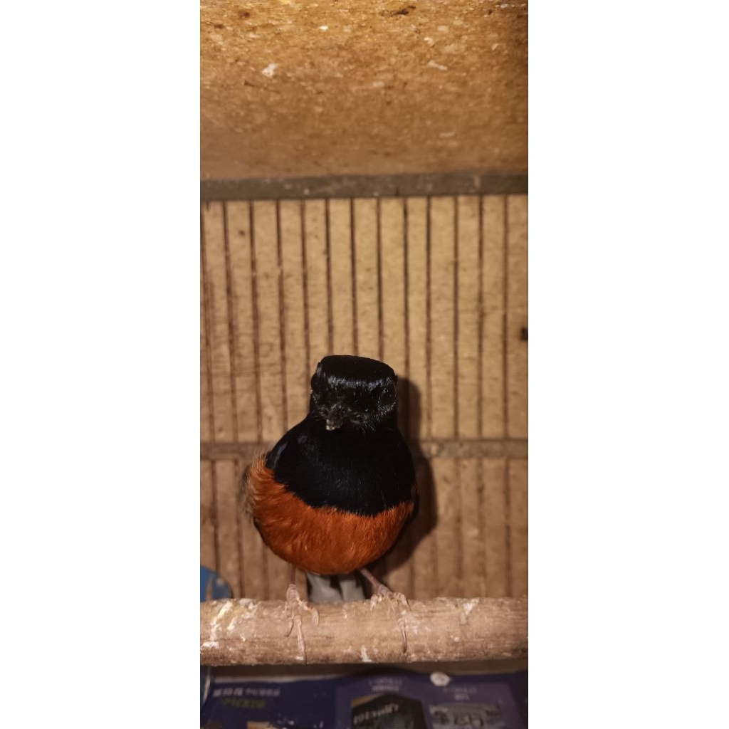 MURAI BATU MUDA HUTAN