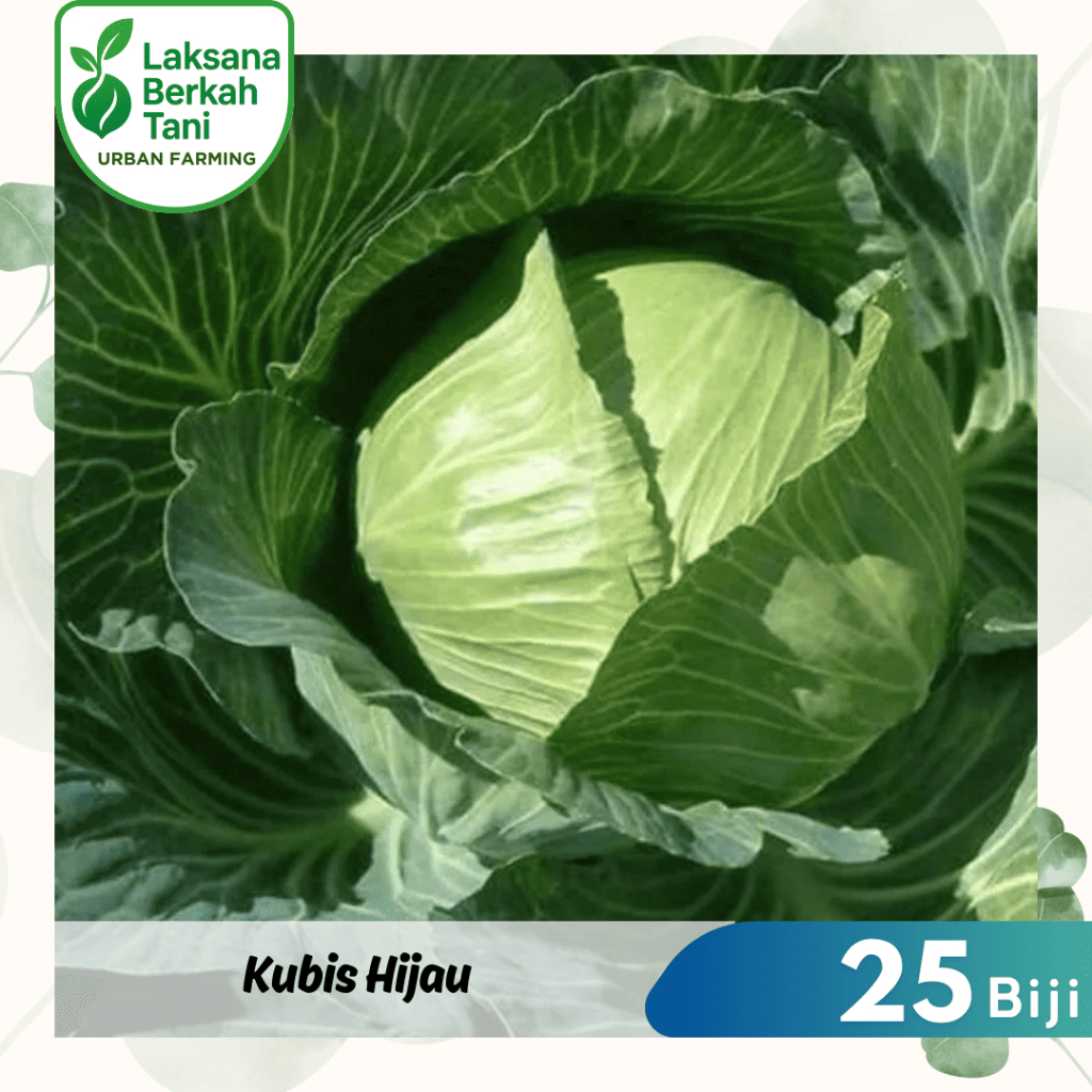 25 Butir Kubis Hijau Kol Bibit Sayuran Tanaman