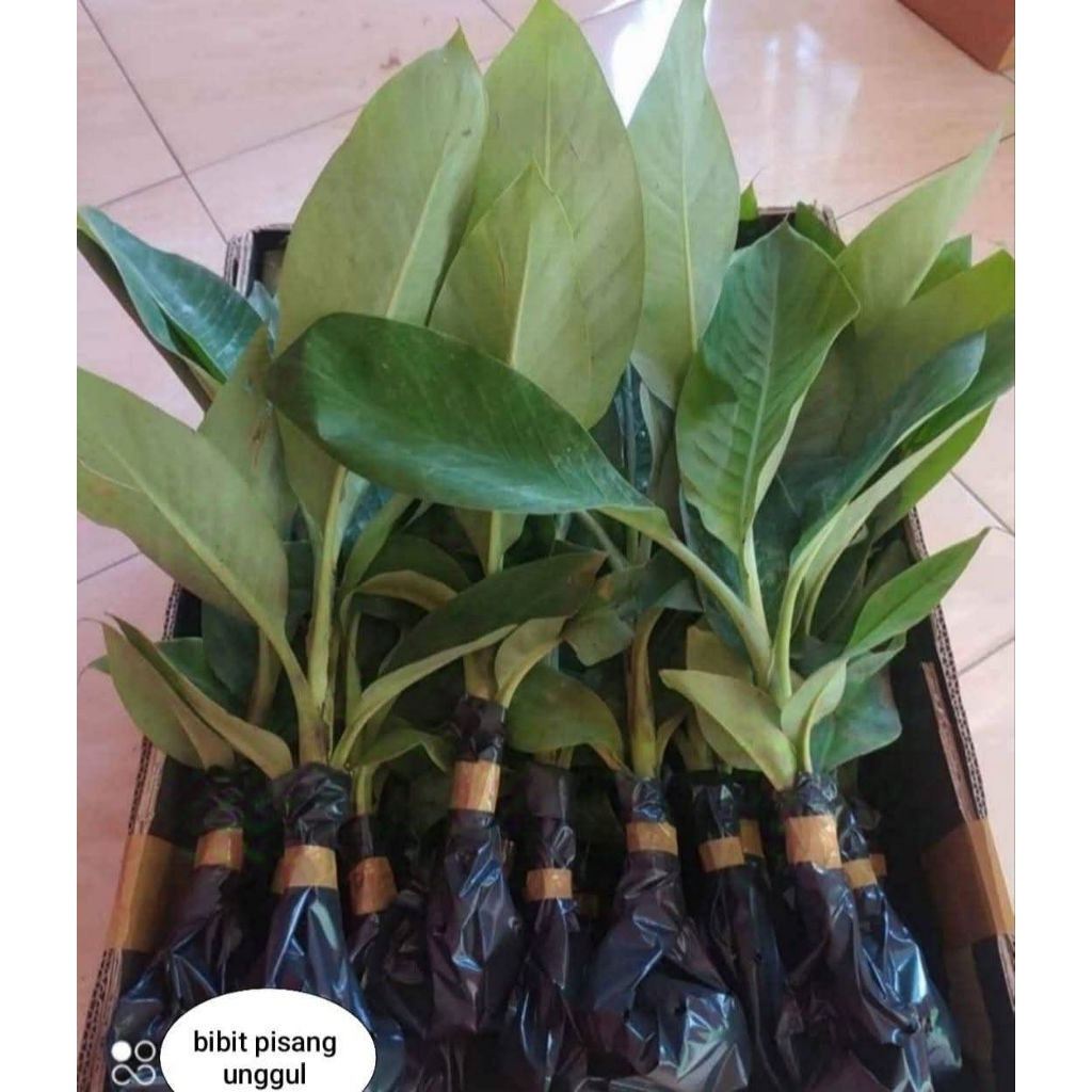 Bibit Pisang Kepok Super Bibit Pisang Bonggol