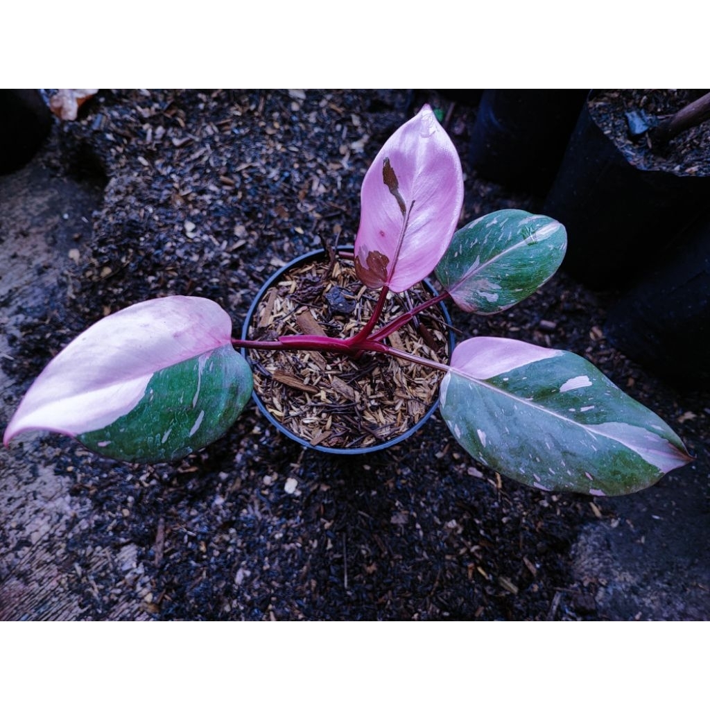 philodendron pink princess