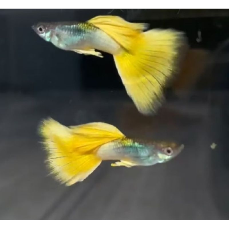 Guppy Yellow Pingu