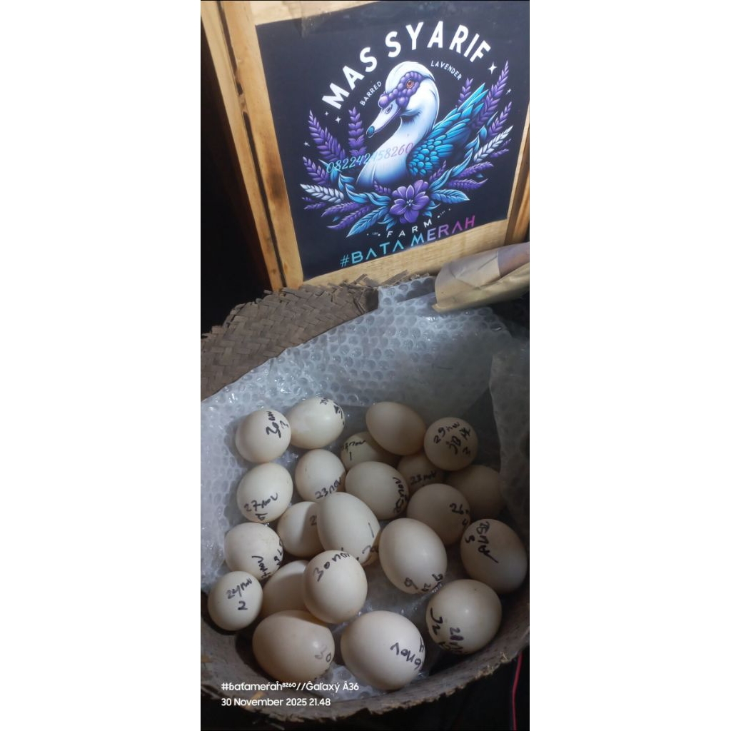 telor entok fertil moca matamerah/ripel/coco/looney/rambon jumbo