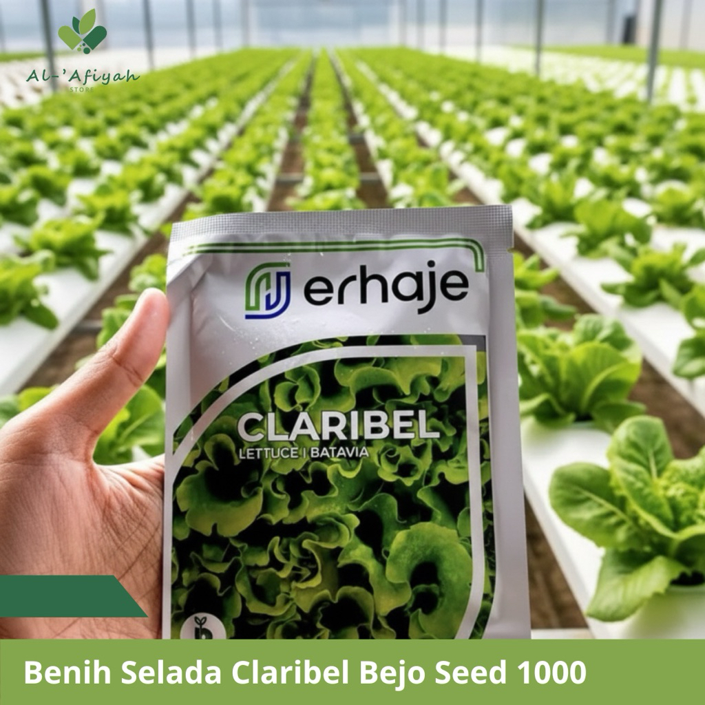 Benih Selada Claribel Bejo Seed 1000