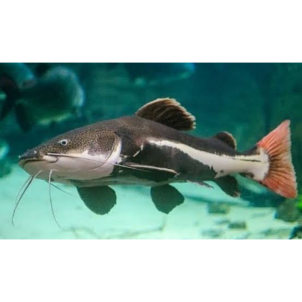 hiasan aquarium rtc bergaransi 10-13cm