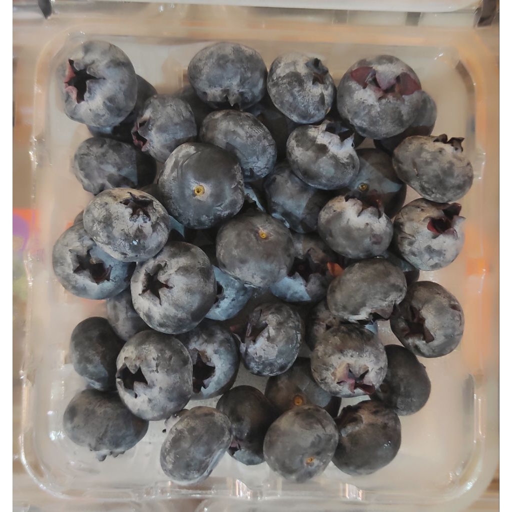 Buah blueberry import segar - Andira Fresh