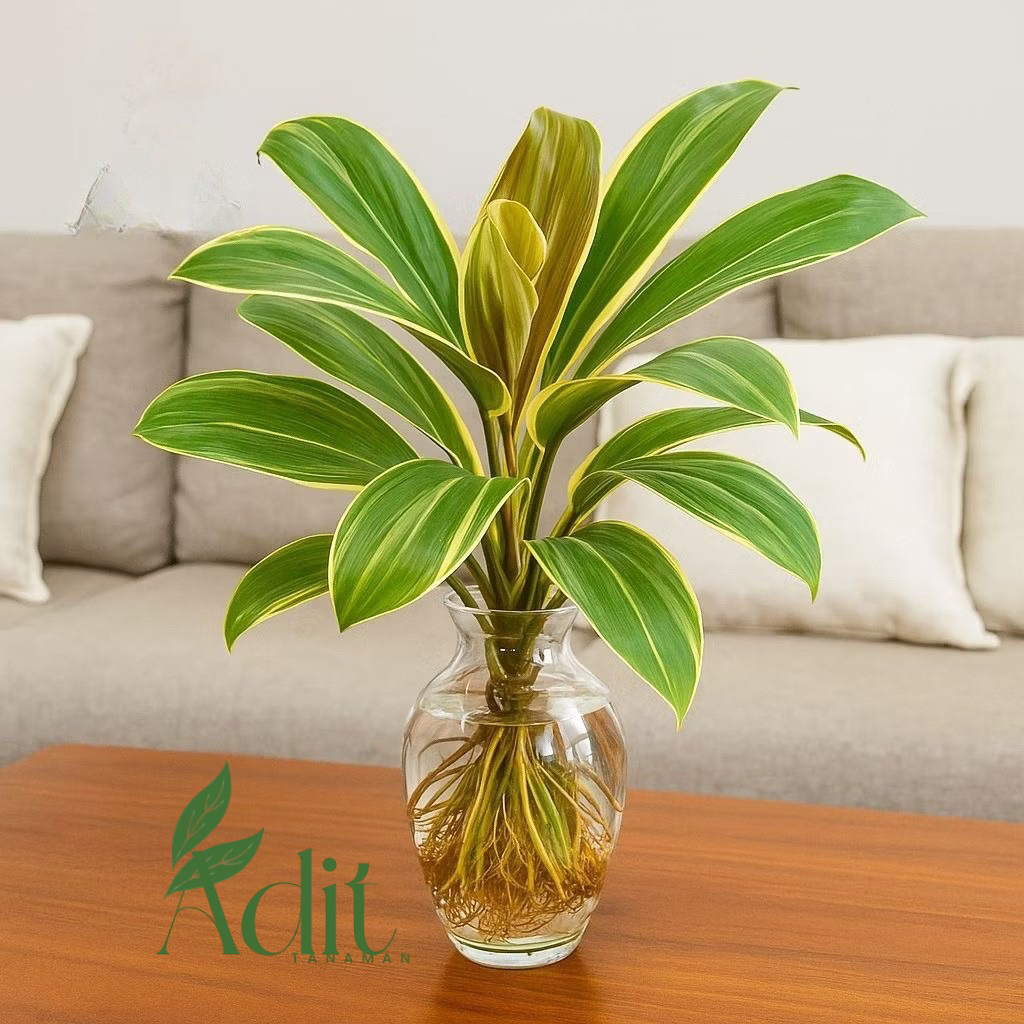 ( PLUS VAS KACA ) Tanaman hias indoor andong varigata / hanjuang varigata - tanaman Cordyline frutic
