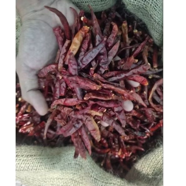 cabe teja kering 10kg