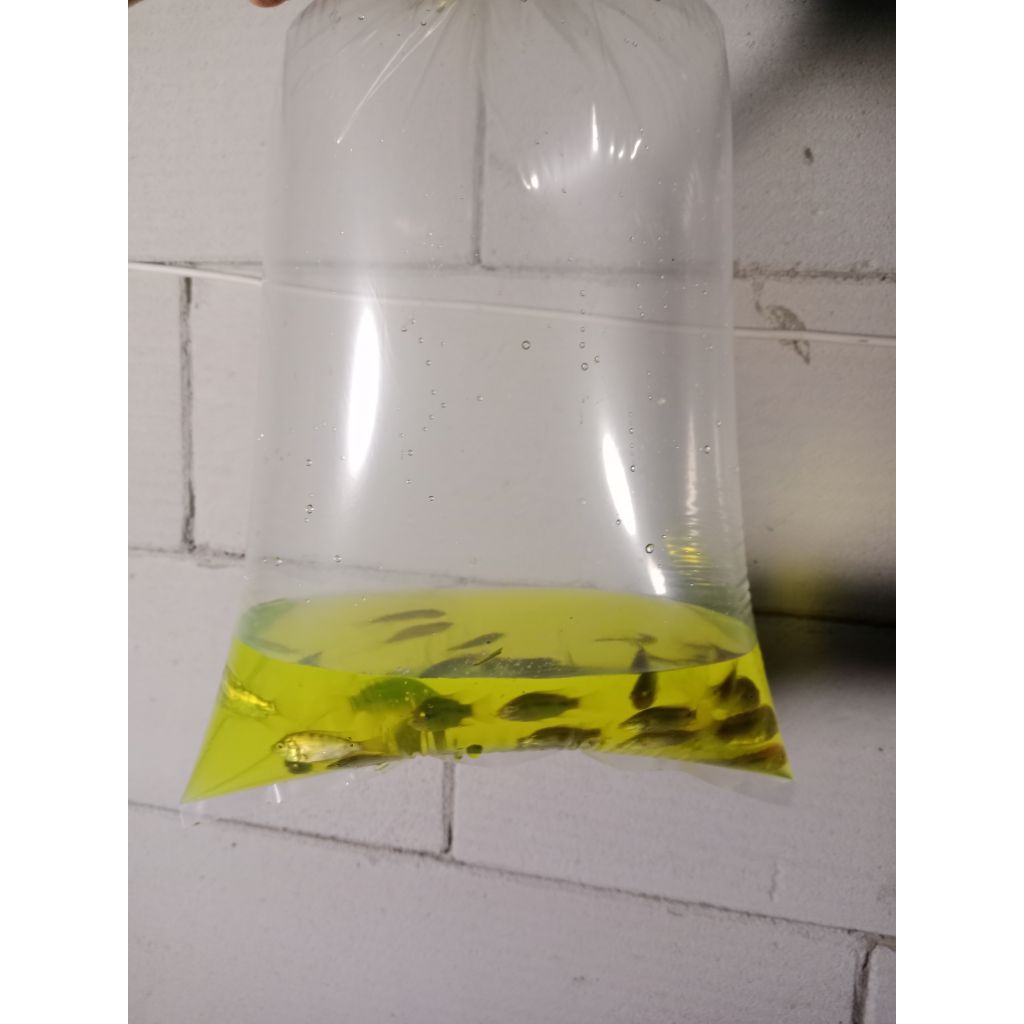 bibit ikan nila kekar kualitas bagus size 5-7 15ekor