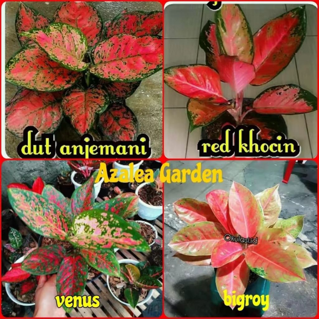 Bibit Bunga Aglonema 4 jenis