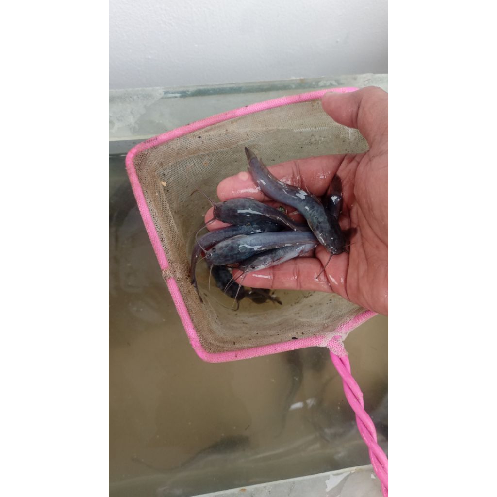 bibit lele Sangkuriang 7-8cm