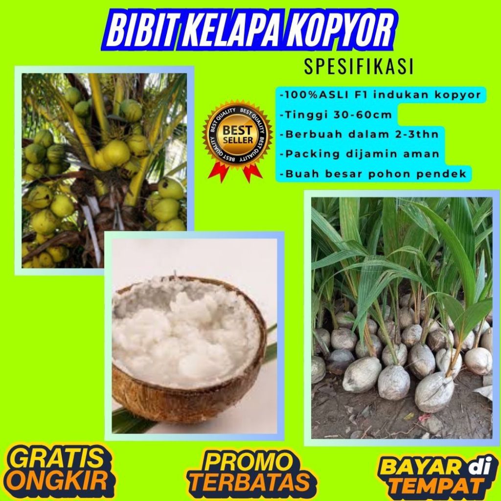 POHON PENDEK  Bibit Kelapa Kopyor Harga, Bibit Kelapa Kopyor Jelly, Bibit Kelapa Kopyor Jelly Thaila