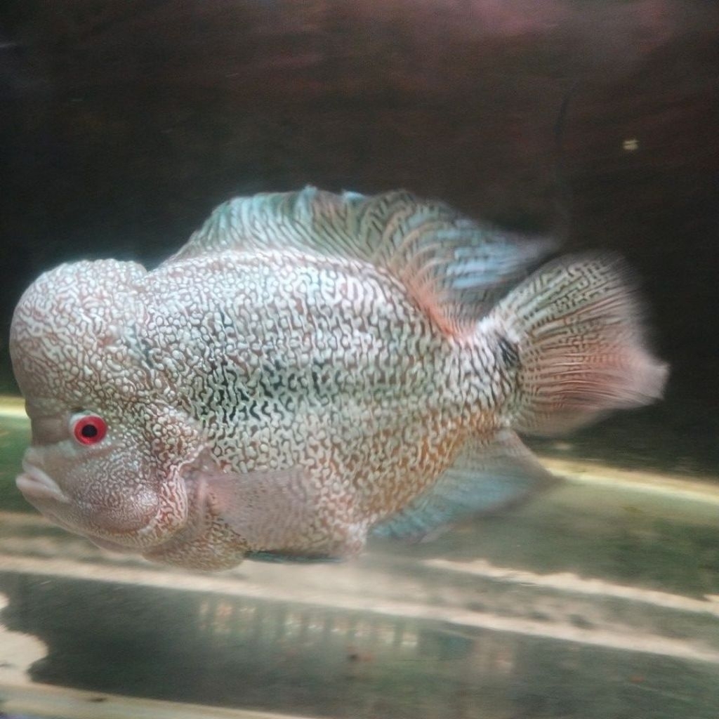 Hiasan Aquarium / Louhan Cencu 24 cm up