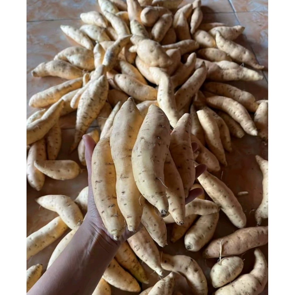 Ubi madu cilembu khas wonogiri