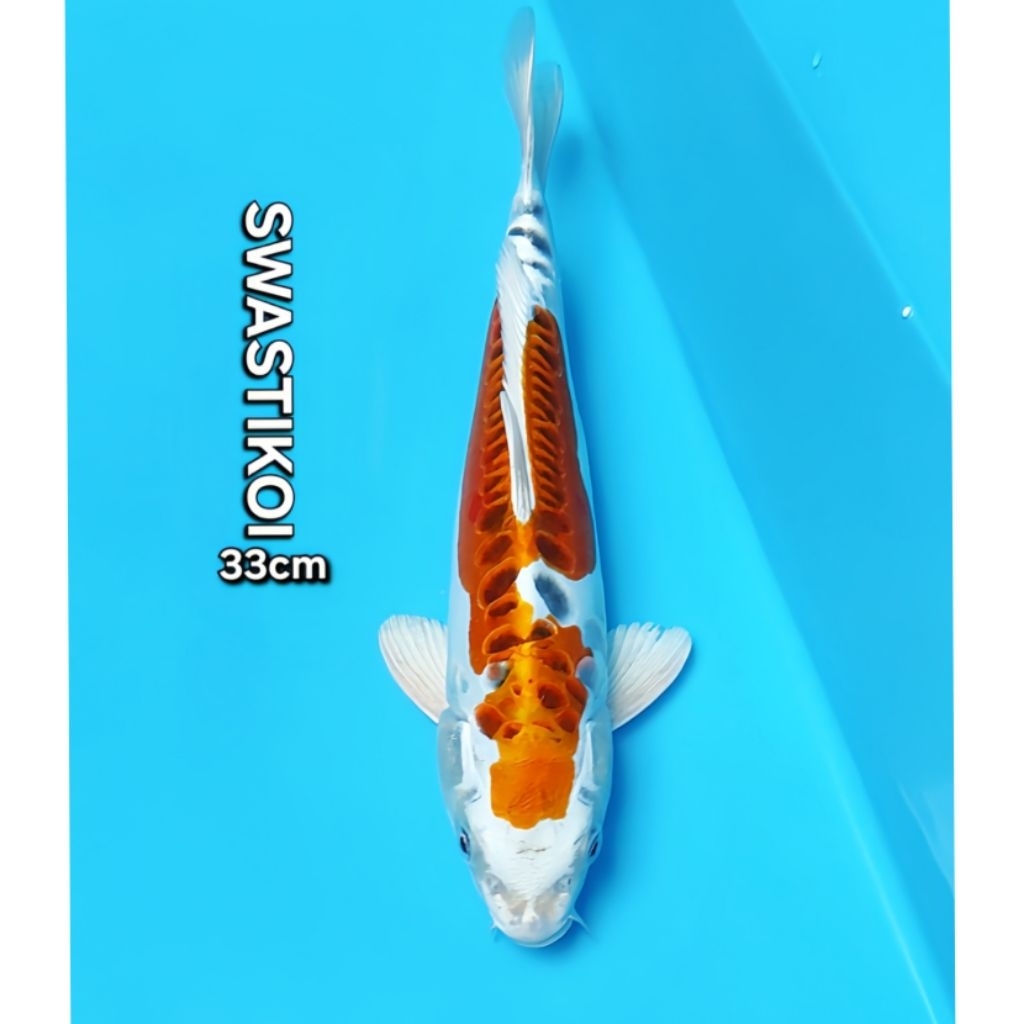 Ikan koi Blitar Kiko 33cm