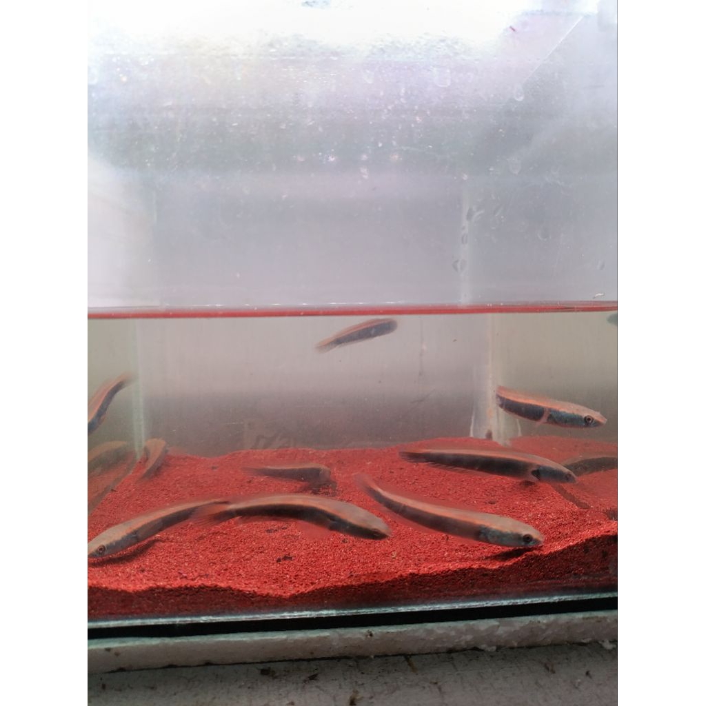 Red Barito 5-6-7 cm promo