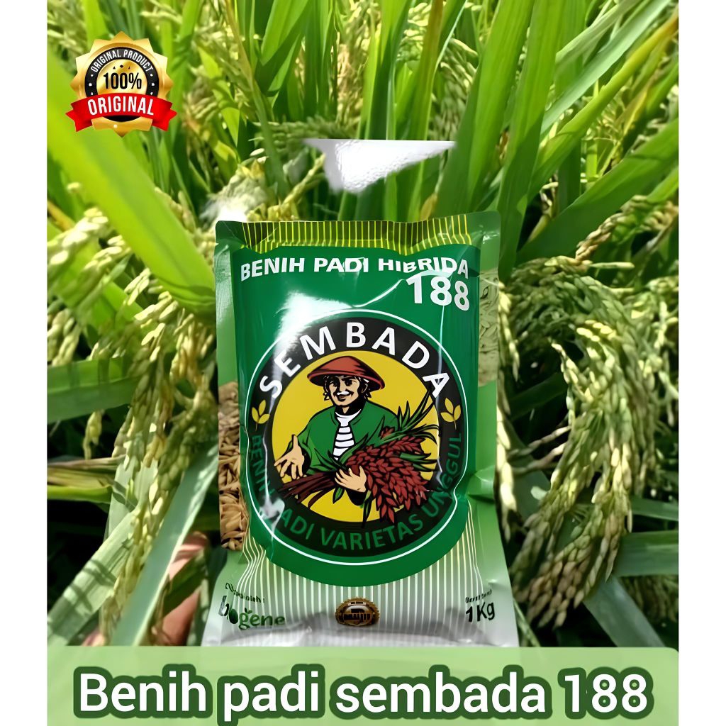(1KG) BENIH PADI HIBRIDA SEMBADA 188