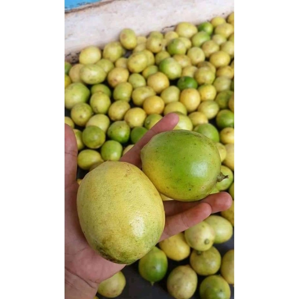 JERUK LEMON LOKAL/ JERUK LEMON / LEMON LOKAL