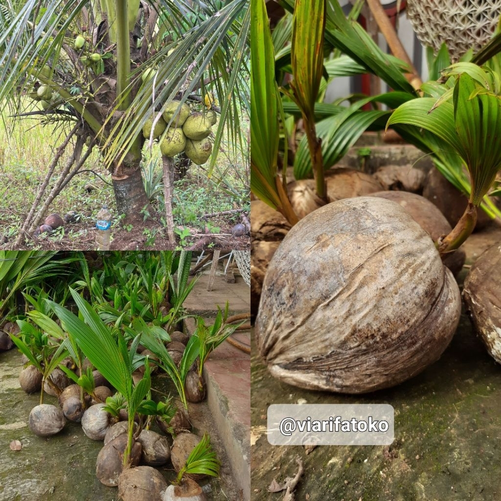 bibit kelapa hibrida genjah