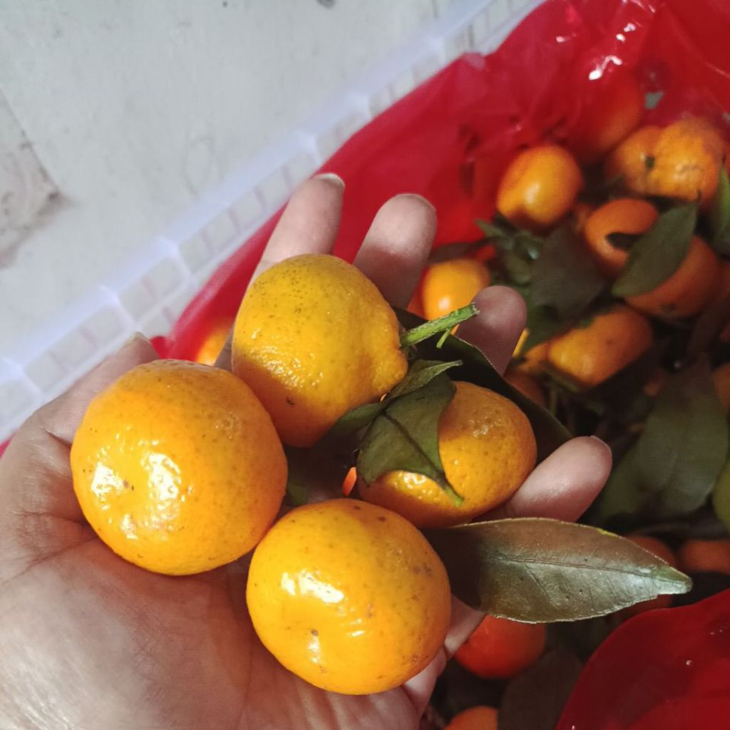 jeruk santang mandarin