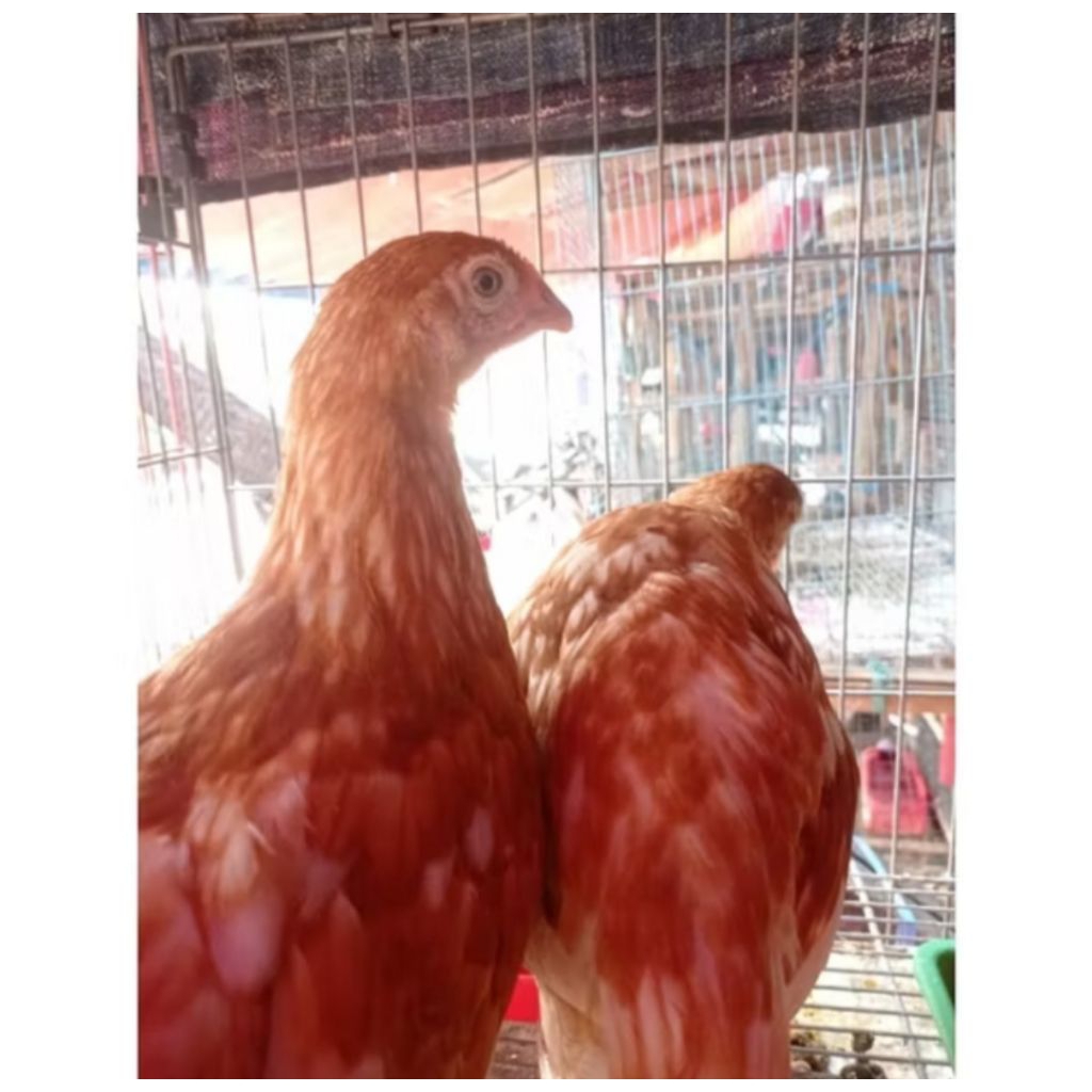 AYAM PETELUR BETINA Usia 2-3bulan Sehat Gemuk