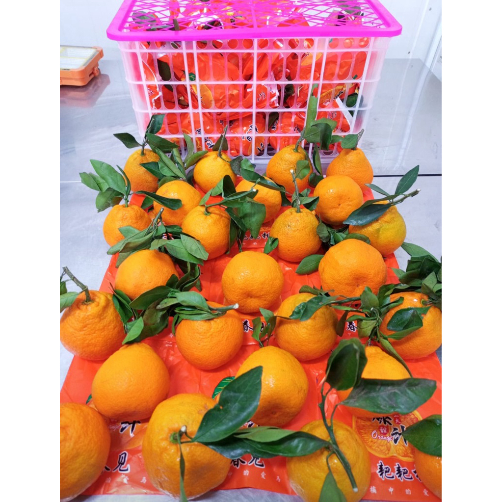 Jeruk Dekopon Super Segar / Buah Jeruk Dekopon Import 1 kg