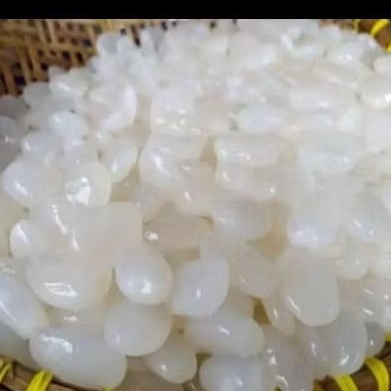 250 gram kolang kaling bahan manisan segar