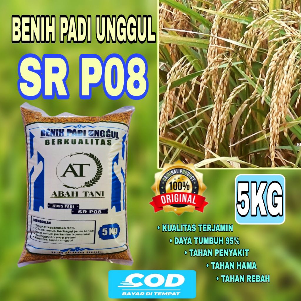 BENIH PADI SR P08 BIBIT PADI UNGGUL BERKUALITAS KEMASAN 5KG