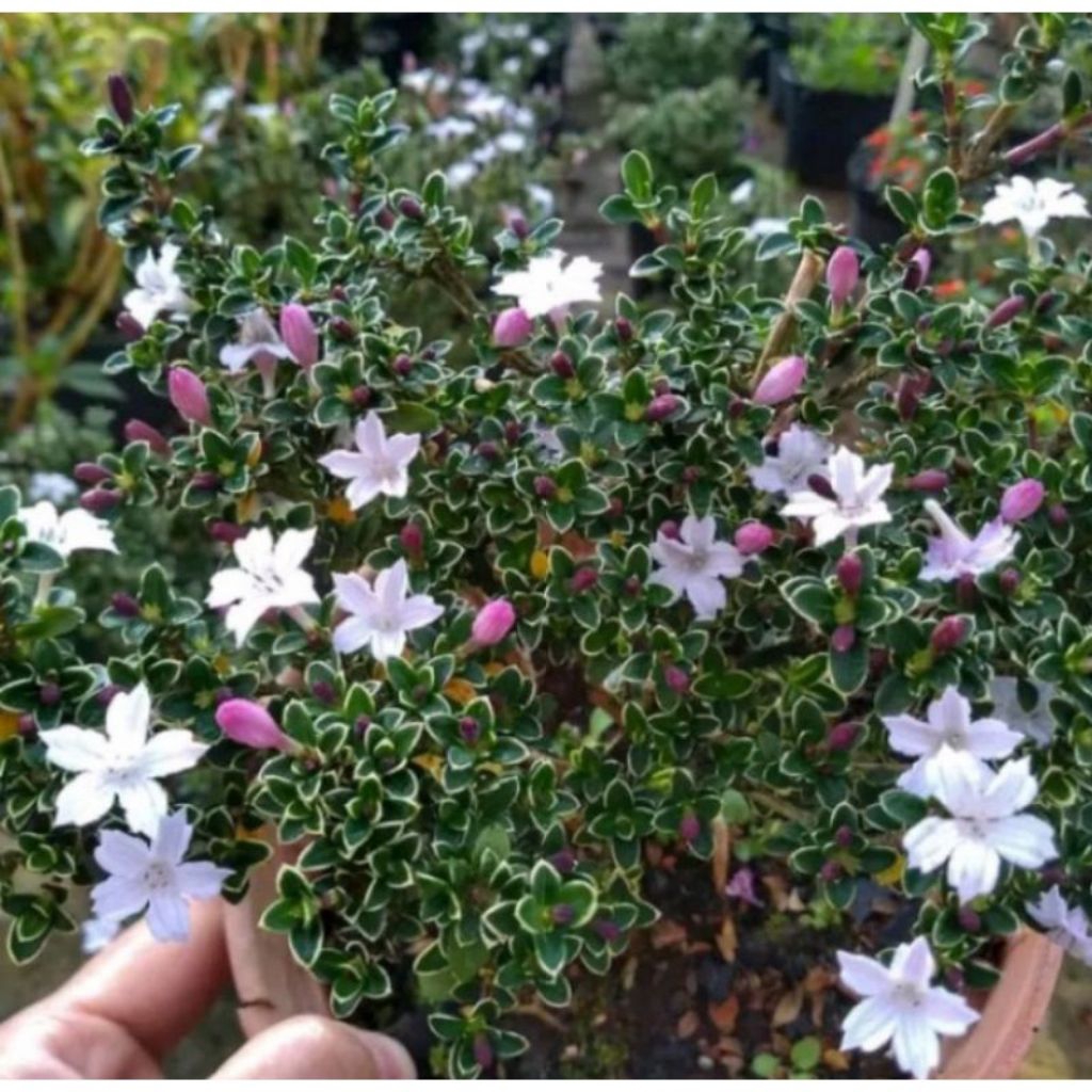 Tanaman Hias Seribu Bintang Bunga Putih / Bibit Bahan Bonsai Seribu Bintang Mirten