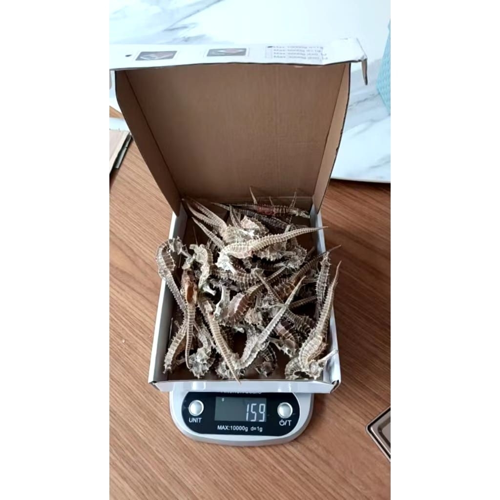 KUDA LAUT SUPER 100GRAM 9-15 CM