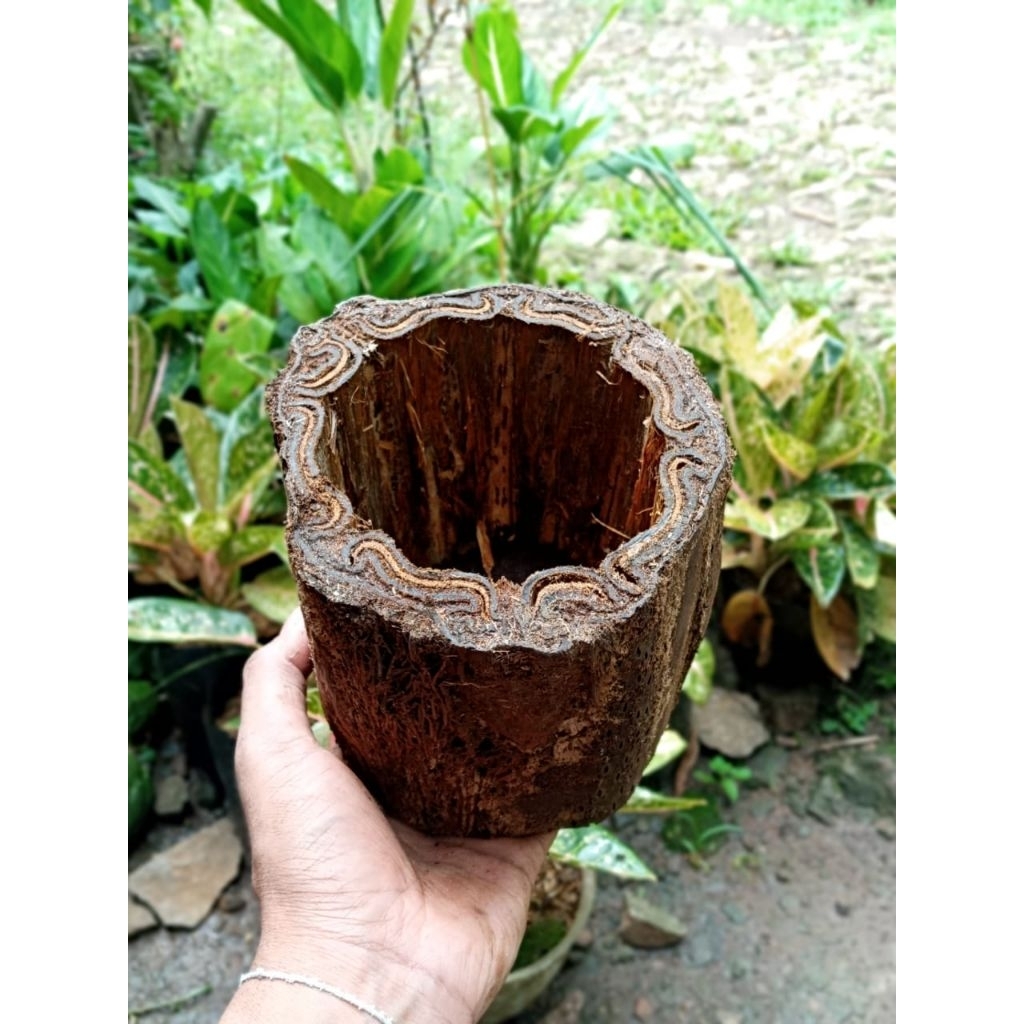 Pot batang pakis  Alami / Pot Batang Kayu Unik untuk anggrek & Tanaman Hias
