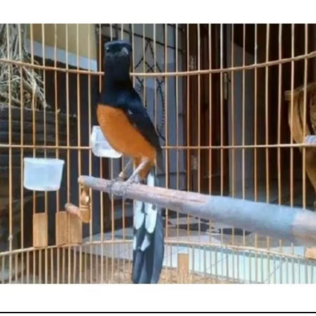 murai Medan no gembung jantan ekor nglewer pilihan