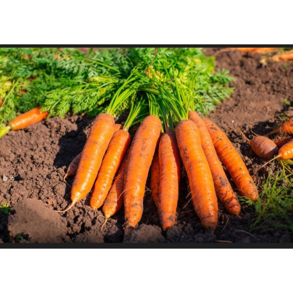 WORTEL , BIBIT WORTEL , BIJI WORTEL