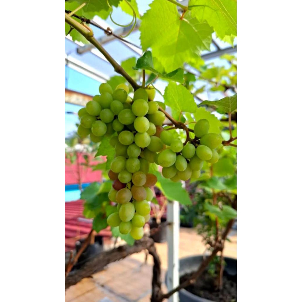 Bibit Anggur Impor Jumbo Hijau Non Biji Harold Hybrid Muscat Dan Arcadia Grafting Genjah Cepat Berbu