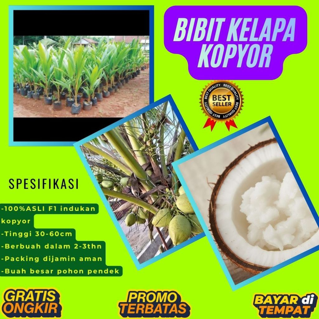 KUALITAS TERBAIK  Bibit Kelapa Kopyor Kultur Jaringan, Bibit Kelapa Kopyor Madu