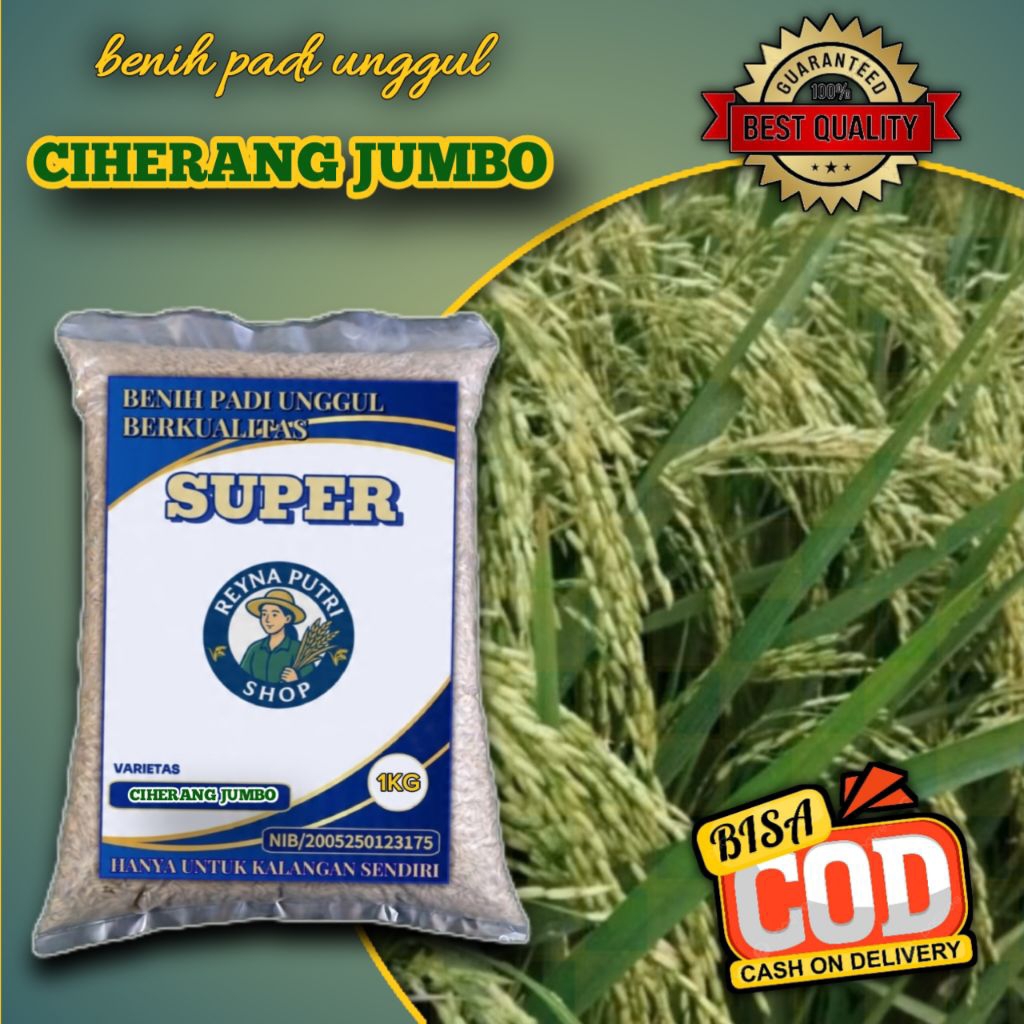 BENIH PADI CIHERANG JUMBO BIBIT UNGGUL 1KG