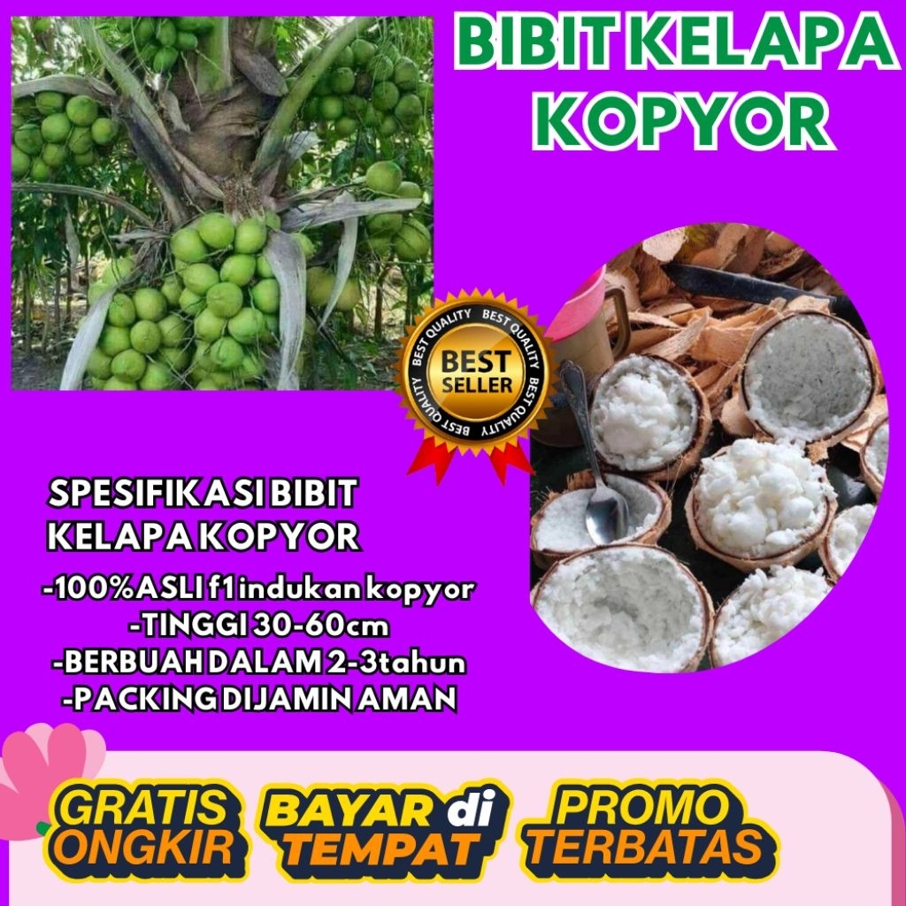 LANGSUNG DARI INDUKAN  Bibit Kelapa Kopyor Asli