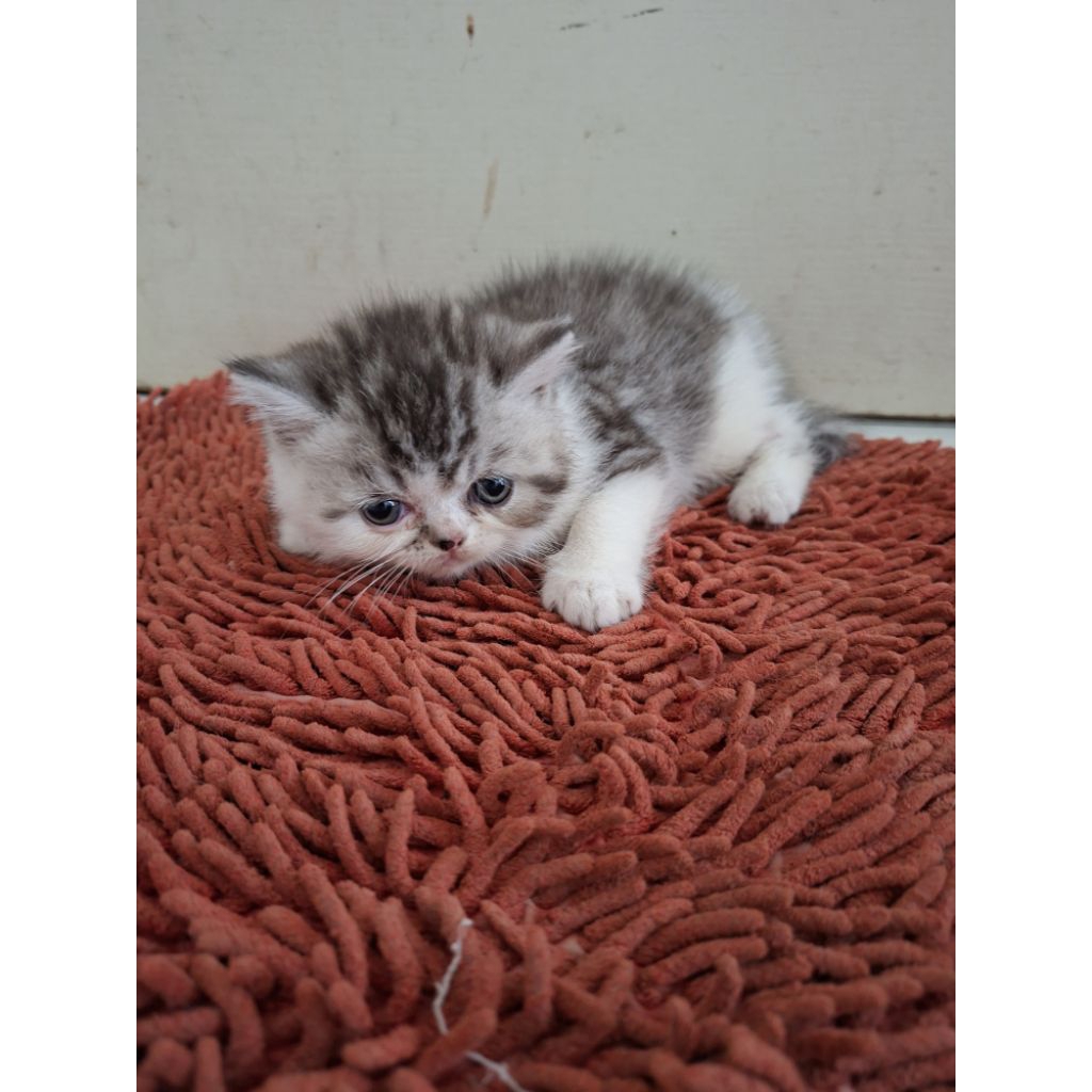 Kucing Persia Exotic Shorthair