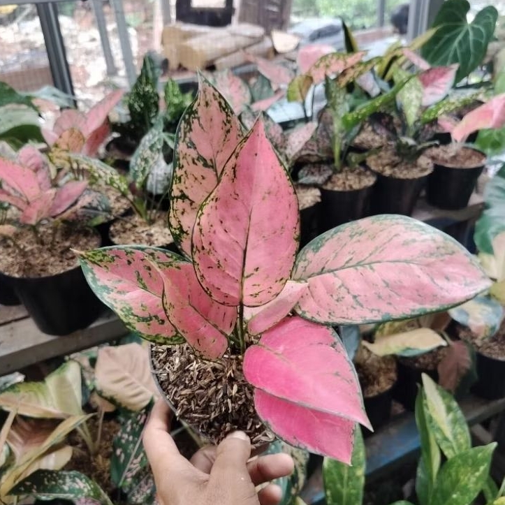 Aglonema pink lady valentine