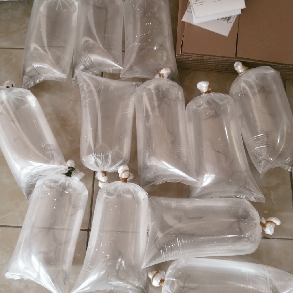 bibit anakan ikan sidat glass eel unggul siap tebar