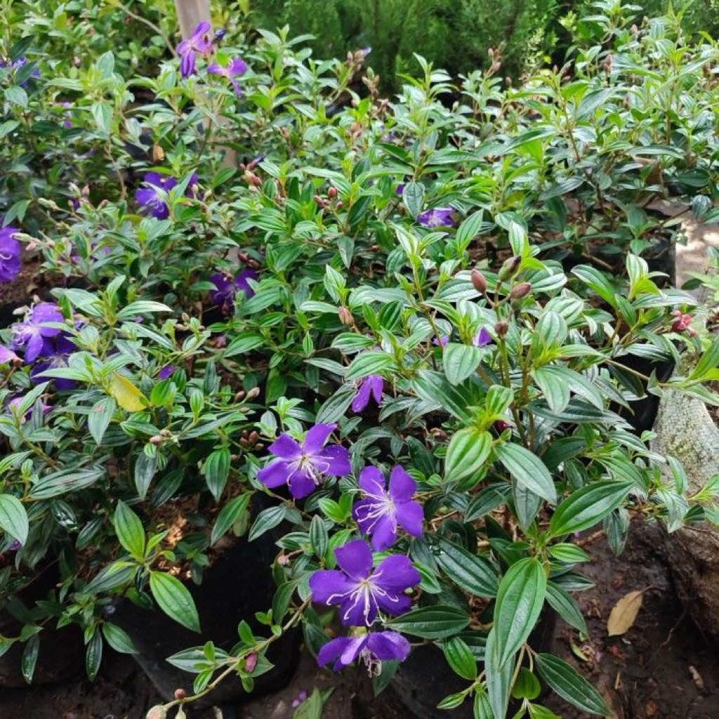 bunga senggani/taibu cina