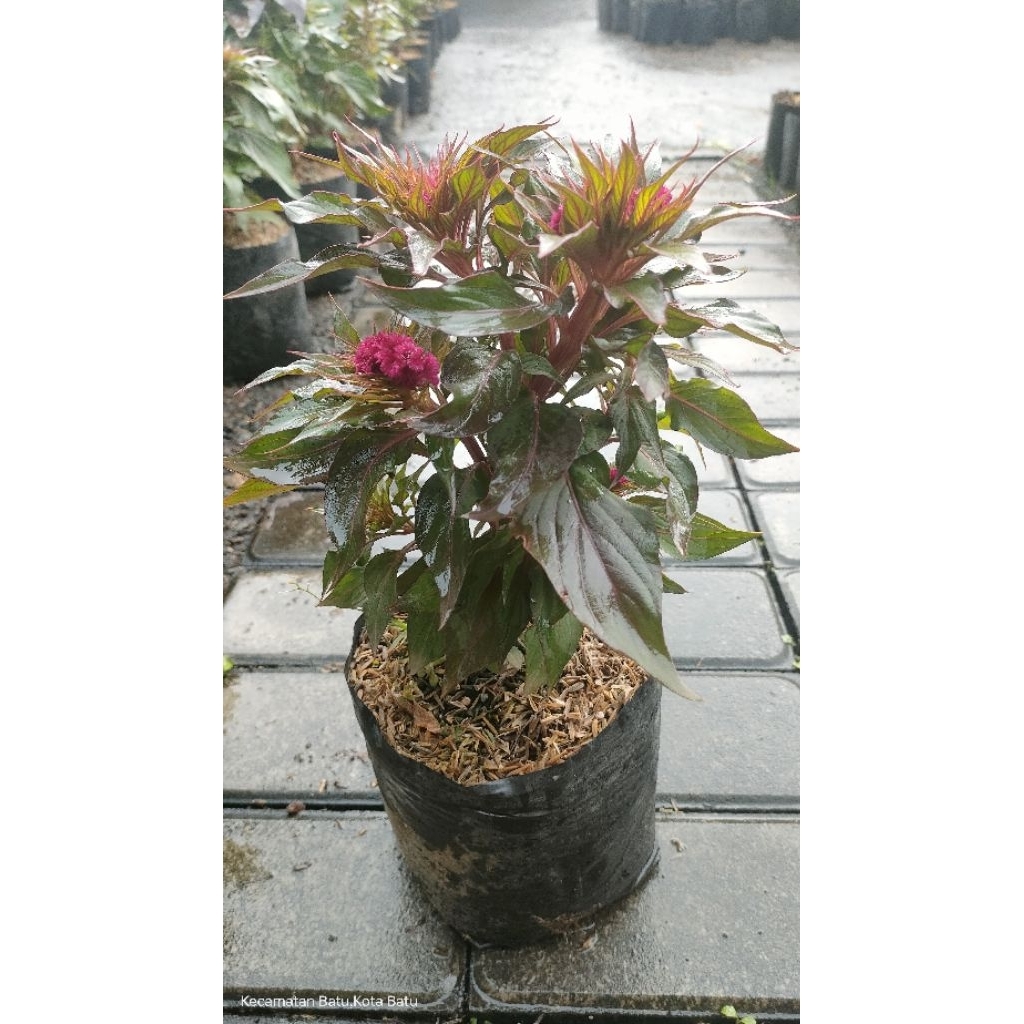 bunga jengger ayam/celosia celosia cristata L