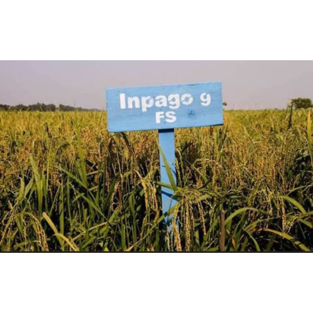 benih padi lahan kering atau gogo inpago