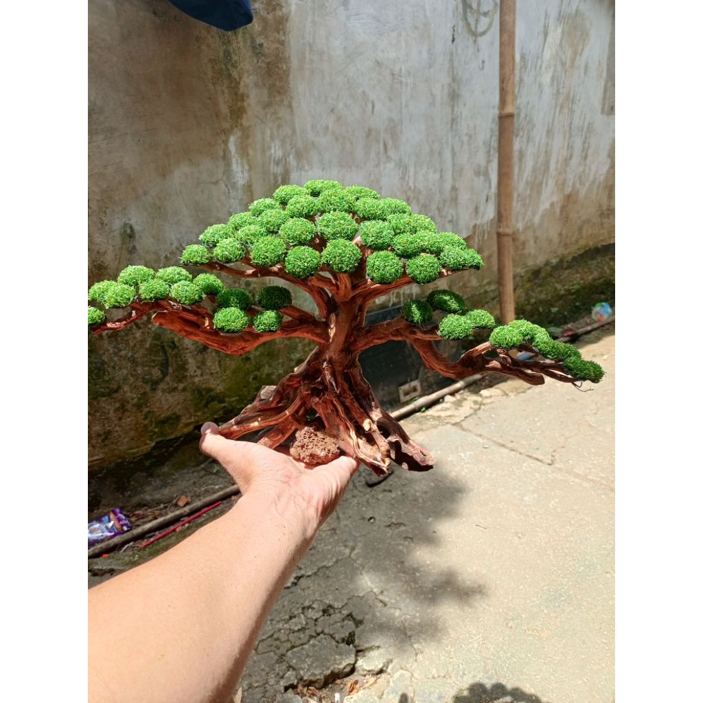 bonsai aquascape beringin