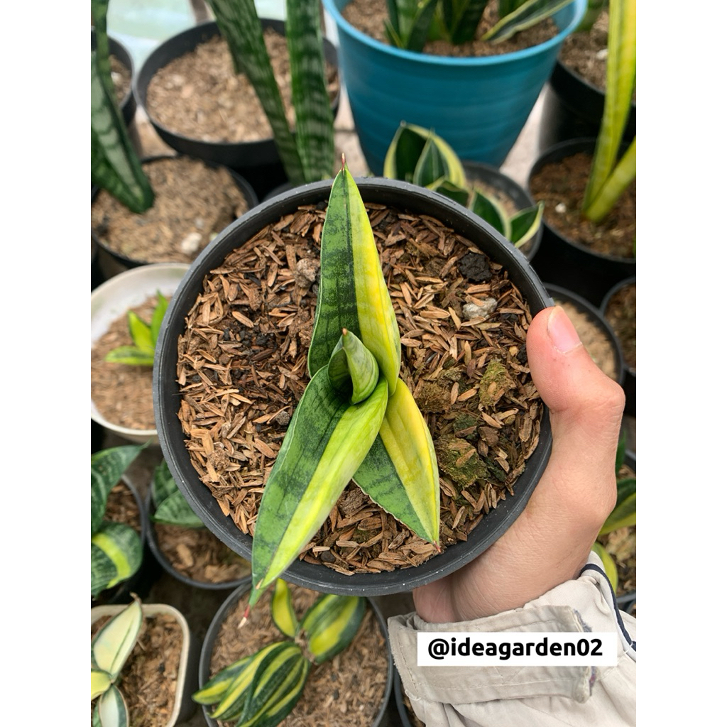 Sansevieria Marsha Anjani Variegated