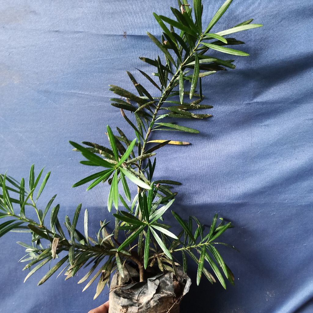 lohansung lidah burung, bibit lohansung, lohansung