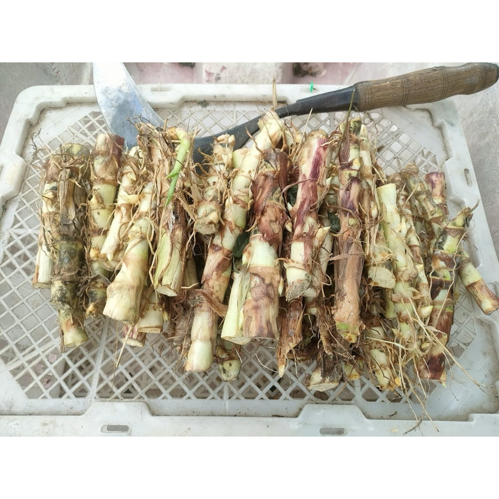 bibit rumput odot super| Tanaman odot| Bibit odot| Super