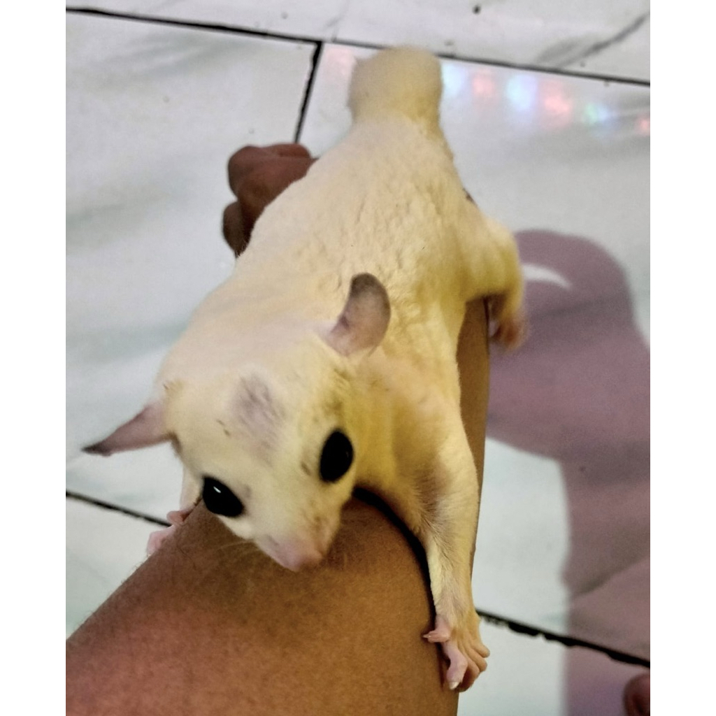 New Produk Sugar Glider Leucistic