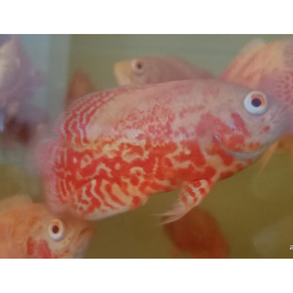 Oscar Tiger albino Thailand hasil sortir