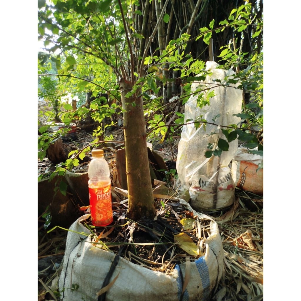 bahan bonsai rukem sudah subur